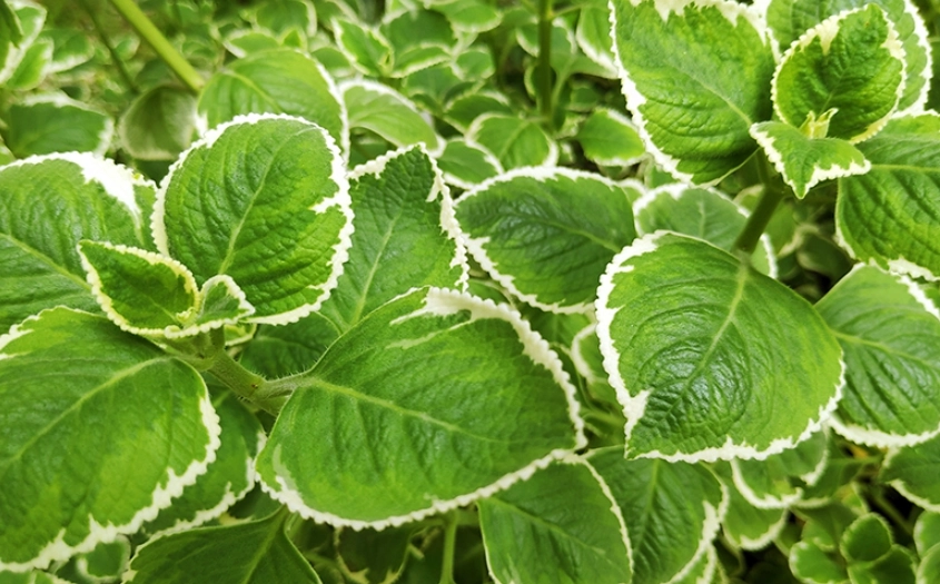 斑葉左手香種植