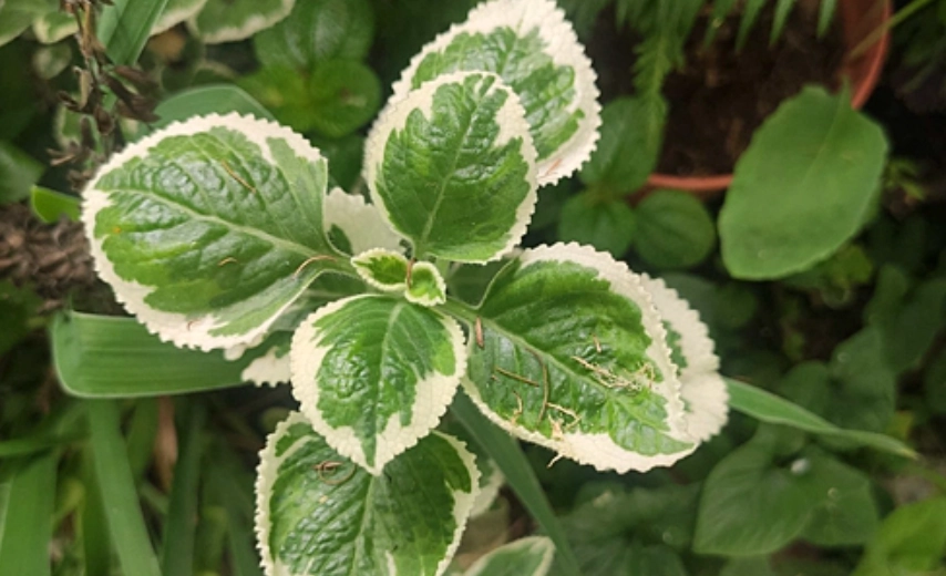 斑葉左手香功效