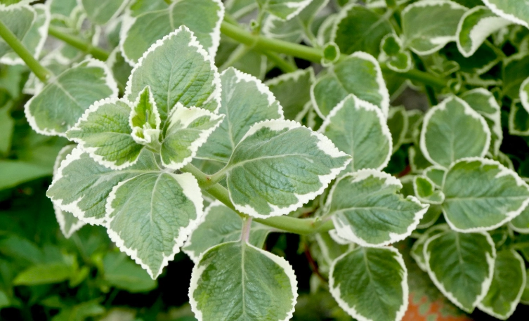 斑葉左手香功效