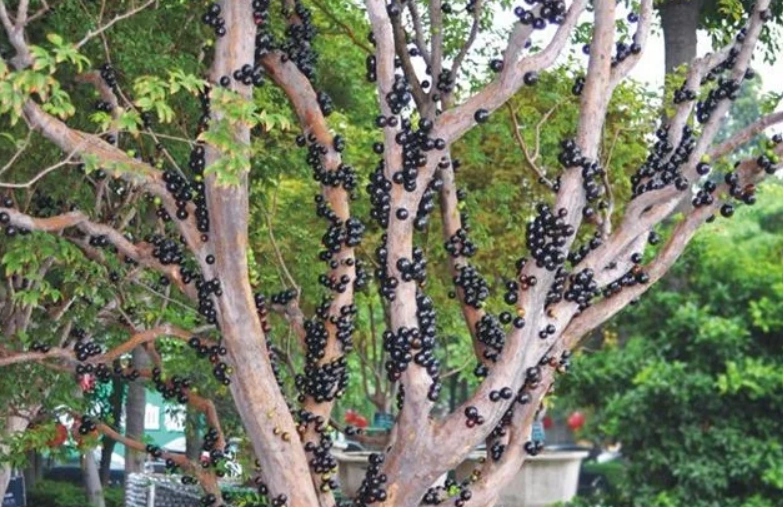 最好吃的樹葡萄