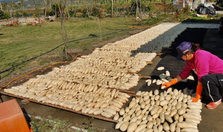 蘿蔔乾製作技巧