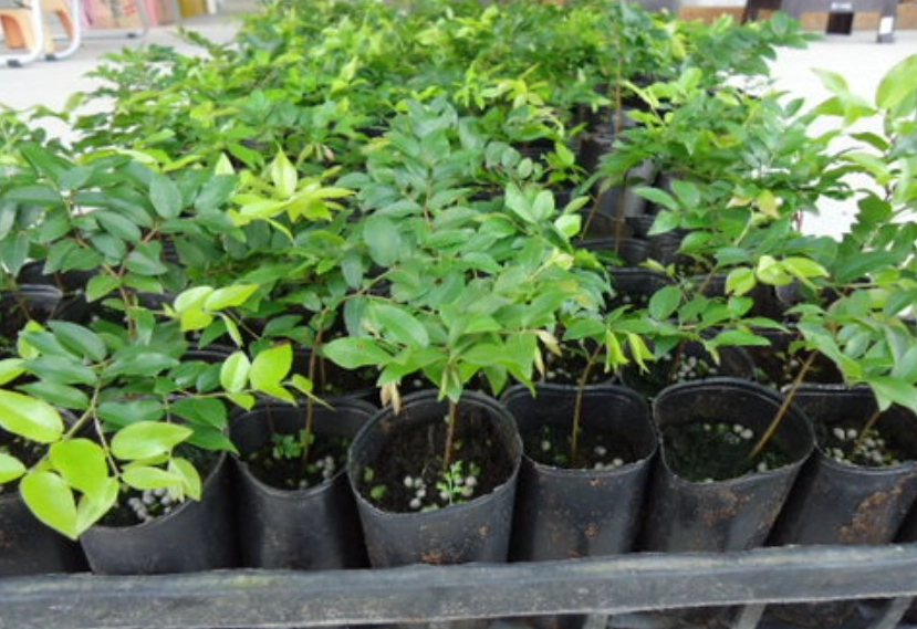 樹葡萄樹苗購買