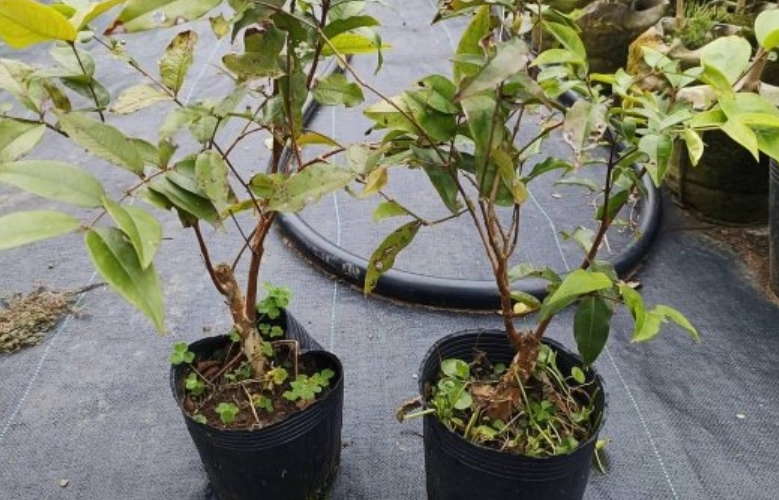 樹葡萄樹苗購買