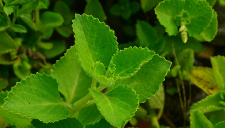 植物木質化處理