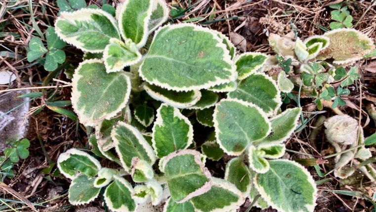 斑葉左手香種植