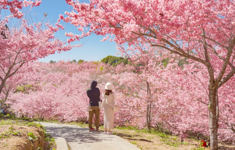 台灣賞櫻景點