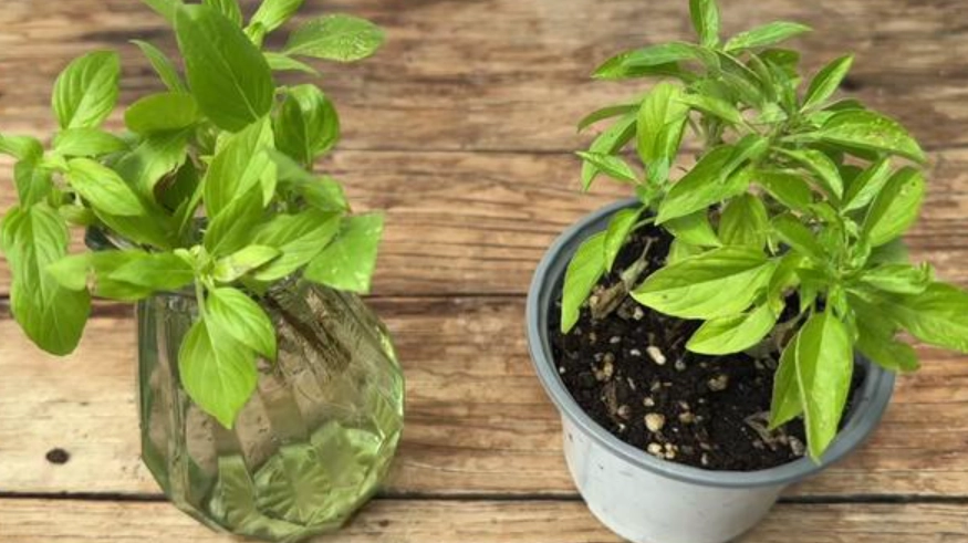 九層塔種植方法 九層塔種植方法