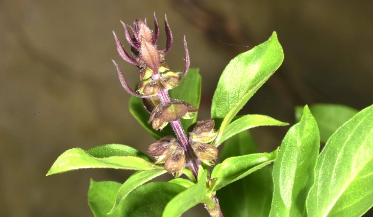 九層塔開花後處理