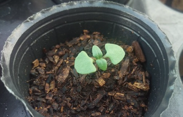 九層塔種子種植