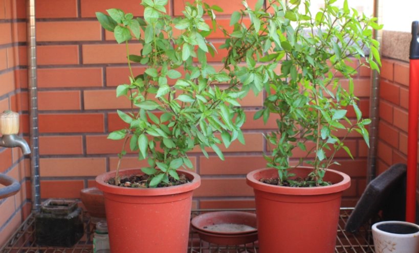 九層塔種植方法 九層塔種植方法