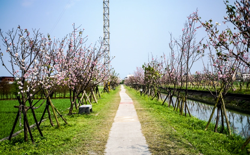 櫻花步道交通