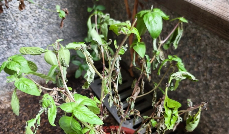 九層塔葉子下垂處理