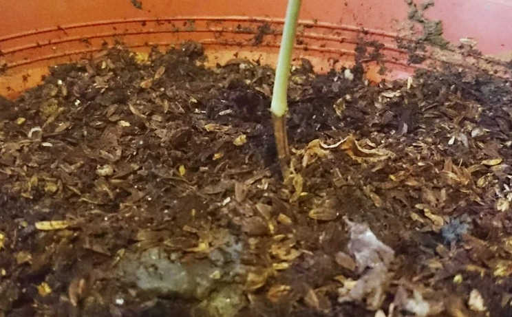 九層塔種植土壤