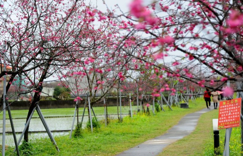 櫻花步道賞花