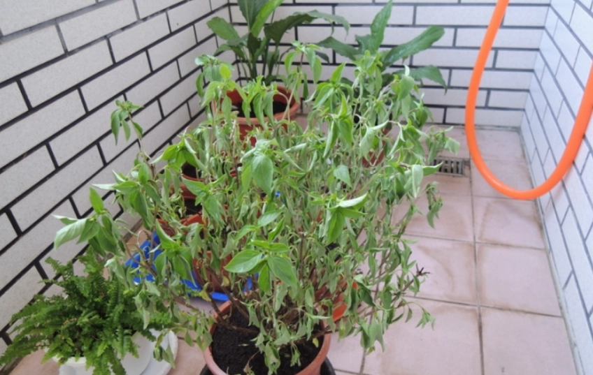 九層塔下雨護理