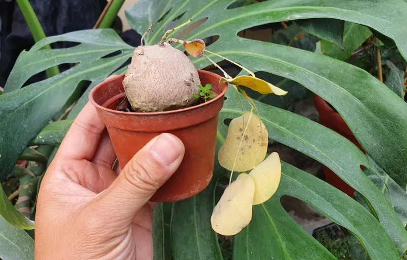 山烏龜冬季管理