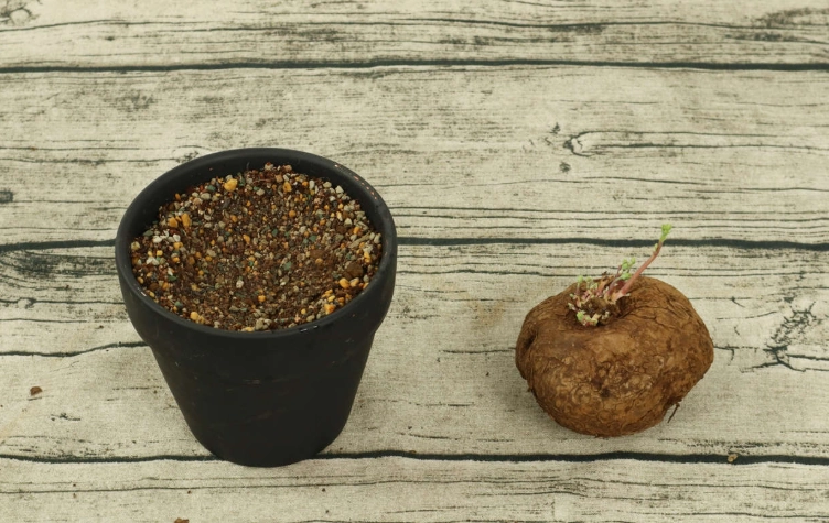 山烏龜種植方法