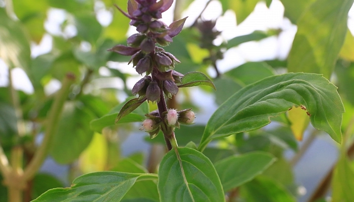 九層塔種植技巧