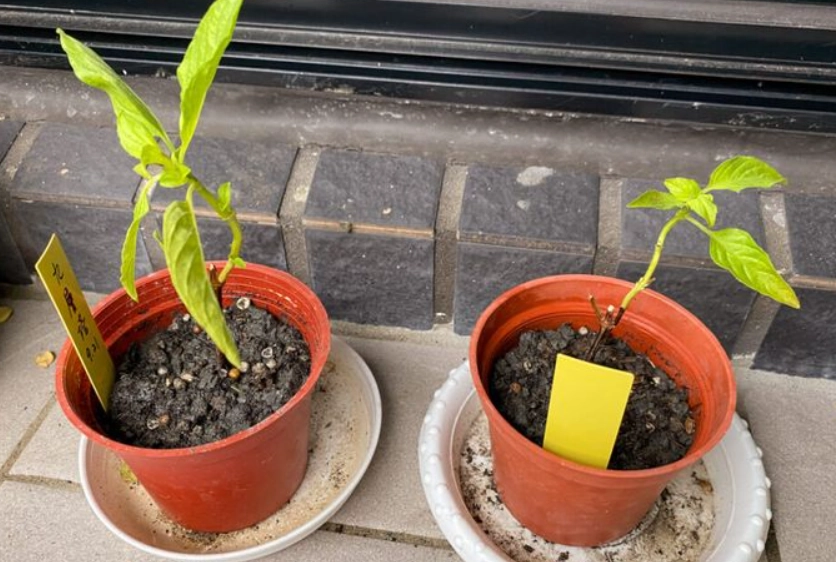 陽台香草植物 陽台香草植物