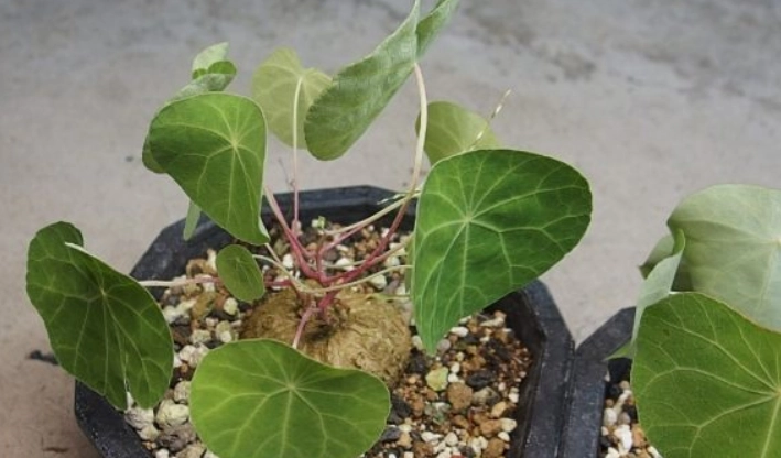 圓葉山烏龜養護