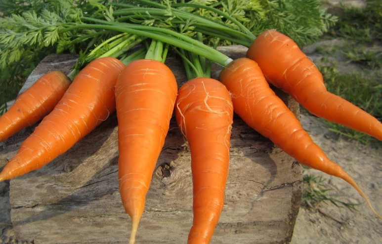 白蘿蔔食物相剋