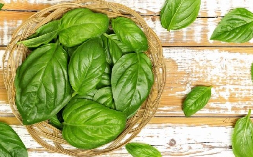 九層塔採收方法