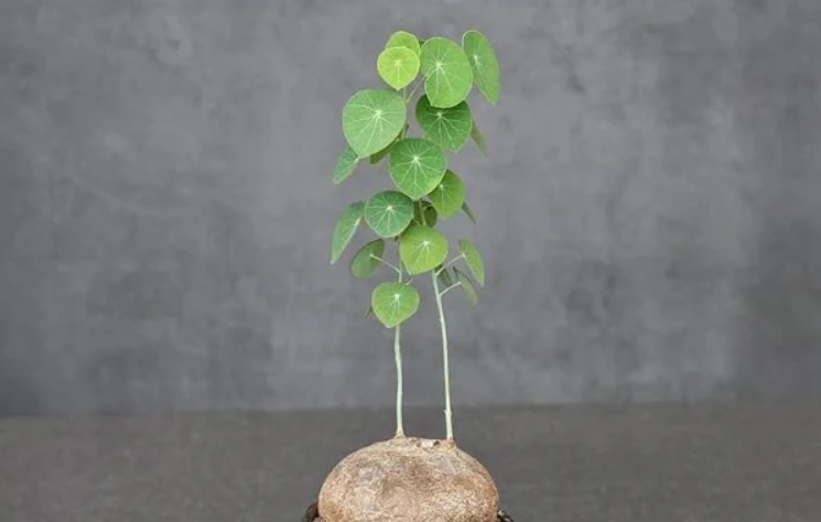 圓葉山烏龜養護