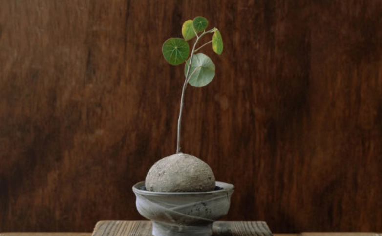 圓葉山烏龜種植