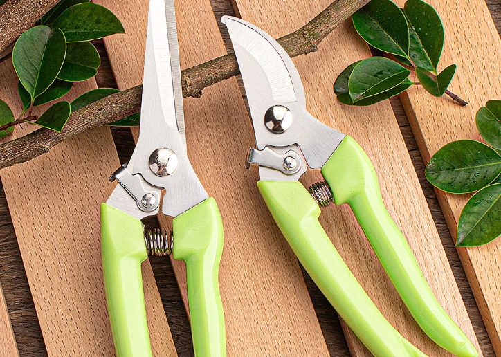 九層塔種植方法