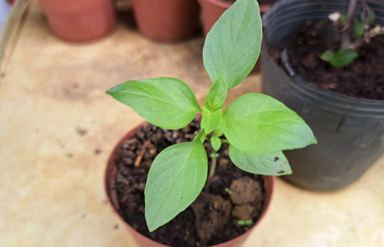 九層塔養護技巧