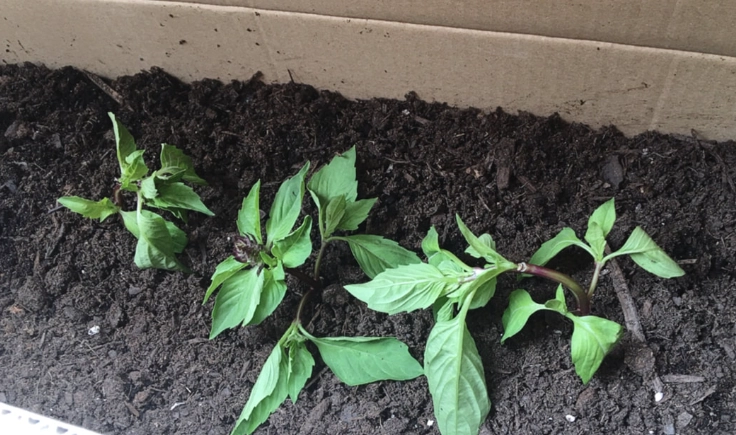 九層塔換盆方法