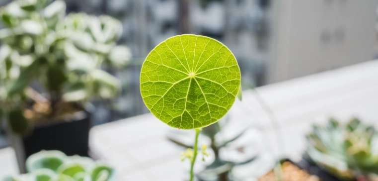 原葉山烏龜 繁殖