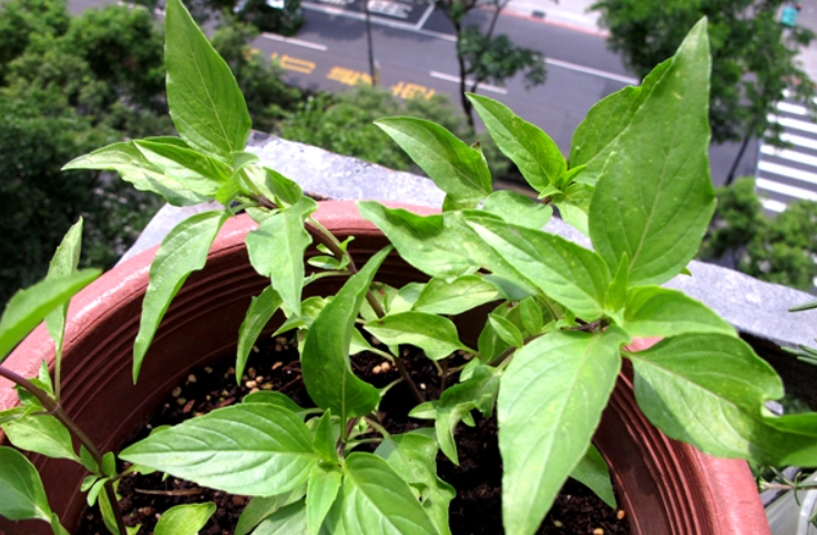 九層塔葉子下垂原因