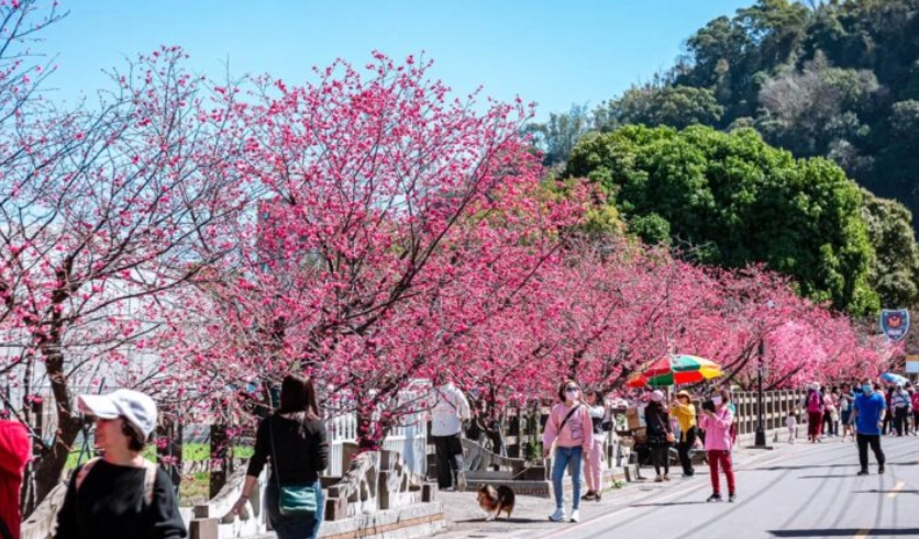 台灣櫻花季花況