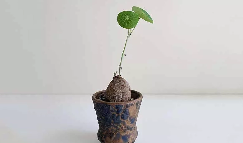 稀有山烏龜品種