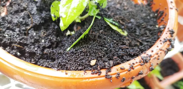 九層塔土壤改良