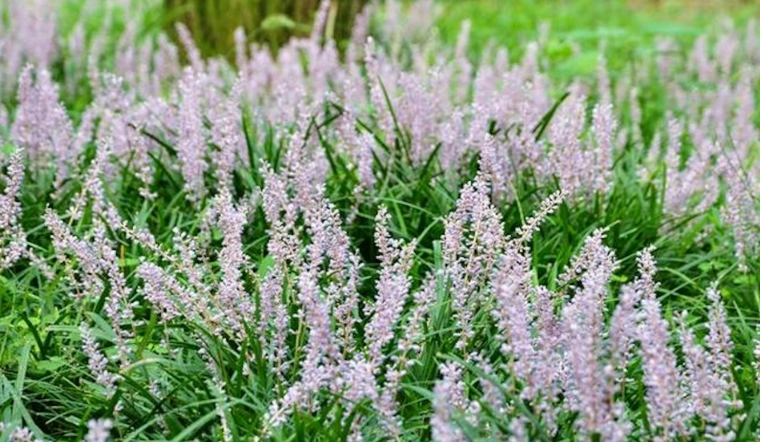 麥門冬栽培技術