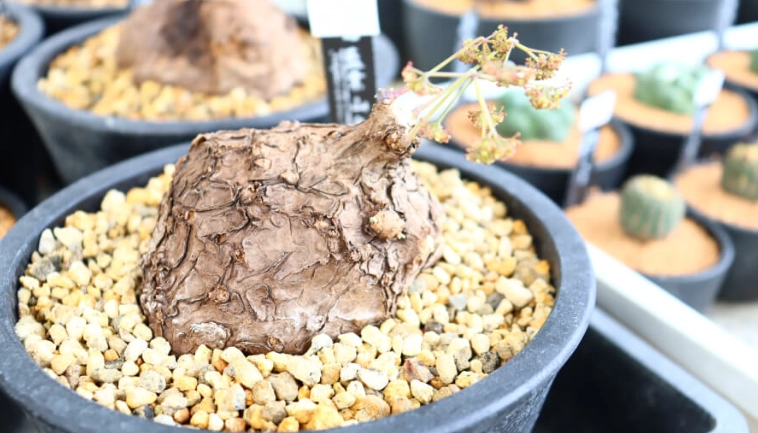 山烏龜休眠跡象