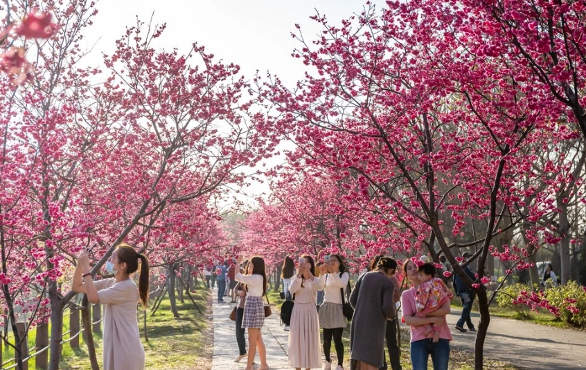 櫻花公園賞花攻略
