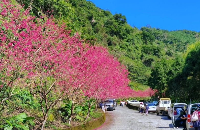 台灣賞櫻林道