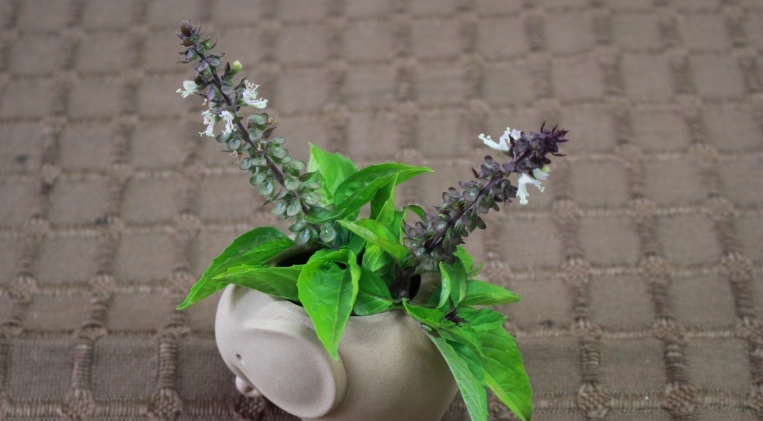 九層塔種植方法 九層塔種植方法