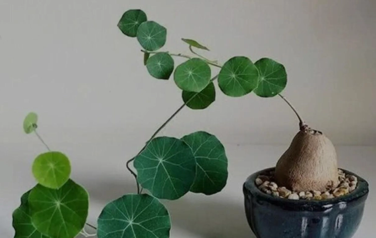 稀有山烏龜品種