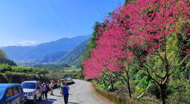櫻花步道登山