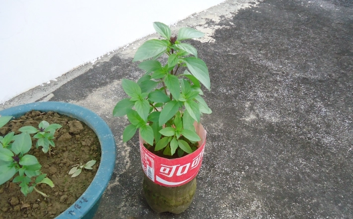 九層塔土壤改良