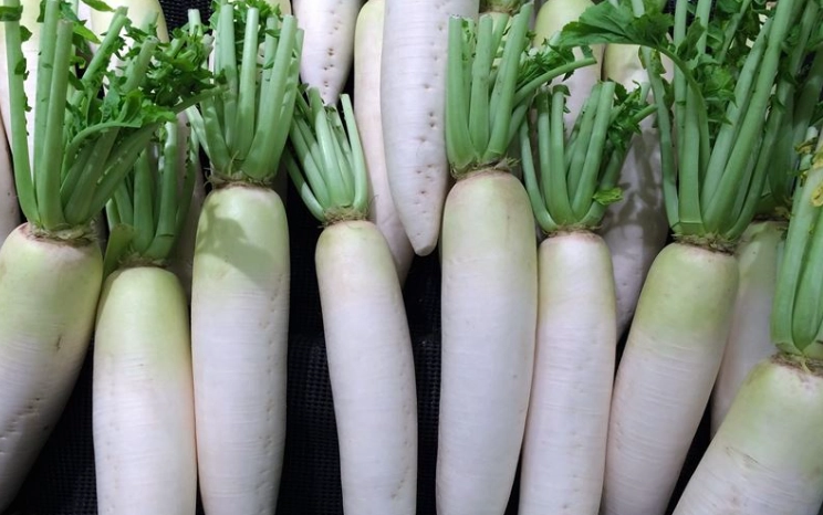 白蘿蔔食物相剋