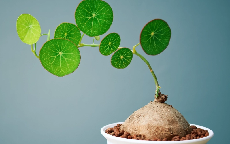 原葉山烏龜 養護