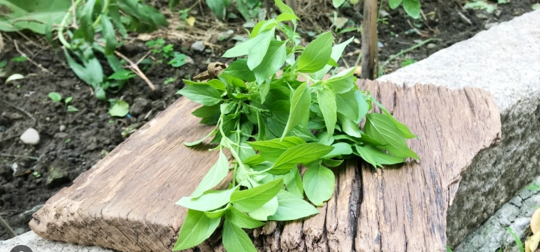 九層塔收穫技巧