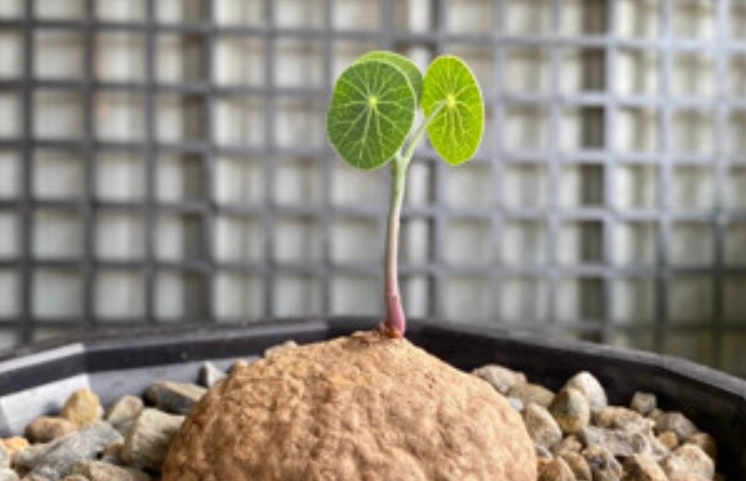 原葉山烏龜 病害