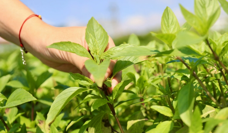 九層塔採收方法