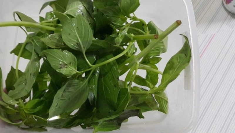 九層塔種植技巧